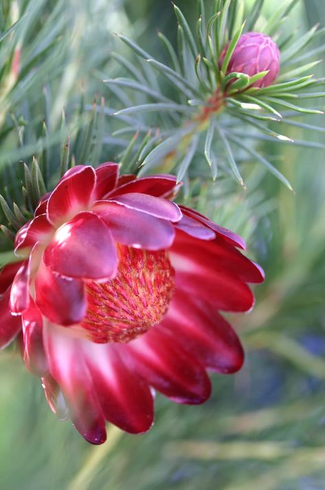 Protea Plant, Natural Ecosystem, Deep Plum, How To Attract Birds, Plants For Sale, Hanging Flowers, Plant Sale, Patio Set, Plum