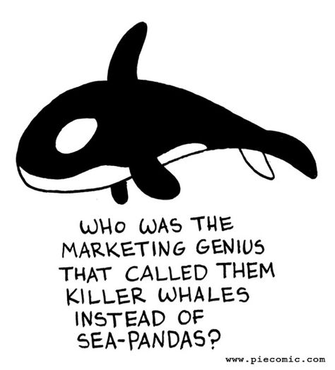 You'll Be Laughing Out Loud While Reading These 25+ Pie Comics Scuba Diving Quotes, Humor Mexicano, Clean Humor, Killer Whales, Have A Laugh, Whales, Bones Funny, Funny Cute, Make Me Smile