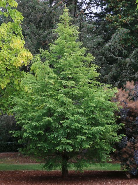 Jade Prince® Dawn Redwood - J. Frank Schmidt & Son Co. Dawn Redwood Tree, Dawn Redwood, Spring Foliage, Conifer Trees, Redwood Tree, Landscape Designs, Fresh Green, Growing Plants, Schmidt