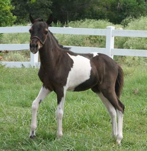 For Sale ⋆ Little America Miniature Horses Miniature Horses, Angel Gabriel, Types Of Horses, Miniature Horse, Happy Trails, Horses For Sale, Appaloosa, Arabian Horse, Quarter Horse