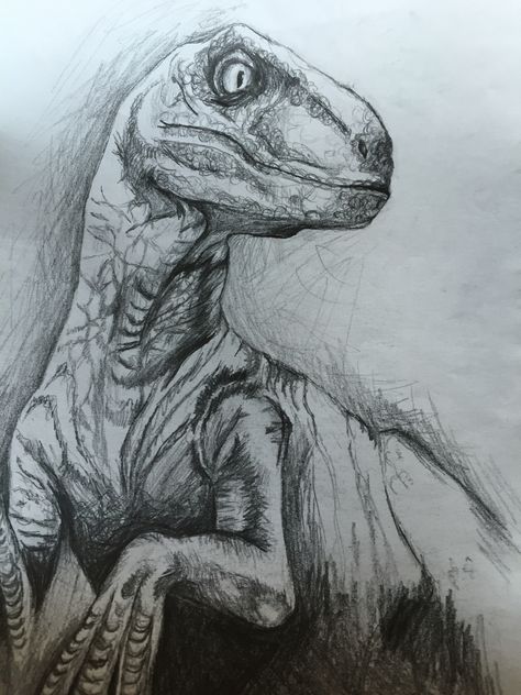 Velociraptor Drawing, Jurassic Park Velociraptor, Dino Drawing, Dinosaur Sketch, Dinosaur Images, Dinosaur Drawing, Gothic Fantasy Art, Dinosaur Art, 웃긴 사진