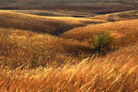 : Hills Photography, Tallgrass Prairie, Flint Hills, Landscaping Software, Fields Of Gold, Beautiful Sites, Autumn Landscape, Landscape Photos, Beautiful World