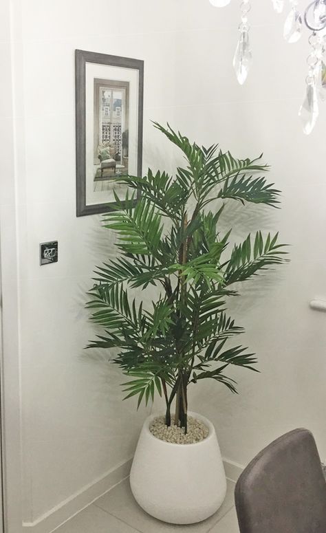 Merdecedes sent in fantastic photo of the tropical parlour palm and pure cone planter, along with this wonderful review: "I got a palm tree from your website for Christmas but I was needing a nice pot and I couldn’t pick a better one, simple and elegant. Just beautiful. Worth every £." Parlour Palm, Parlor Palm, Tropical Beauty, White Pot, Beauty Saloon, Splash Of Colour, Tropical Vibes, Just Beautiful, Palm Tree