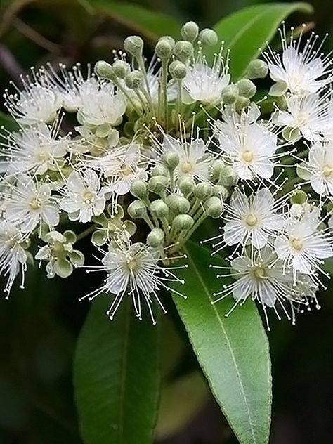 Myrtle Plant, Myrtle Flower, Anise Seed, Crepe Myrtle, Australian Flowers, Lemon Myrtle, Australian Flora, Green Thumb, Seeds