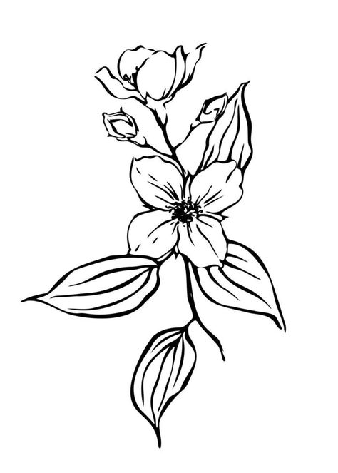 Jasmine flowers Hand drawn botanical illustration. Black and white outline ink drawing. Jasmine Flower Drawing, Botanical Illustration Black And White, Black And White Outline, Illustration Black And White, Leaf Outline, Jasmine Flowers, Cowgirl Art, Jasmine Flower, Drawing Drawing