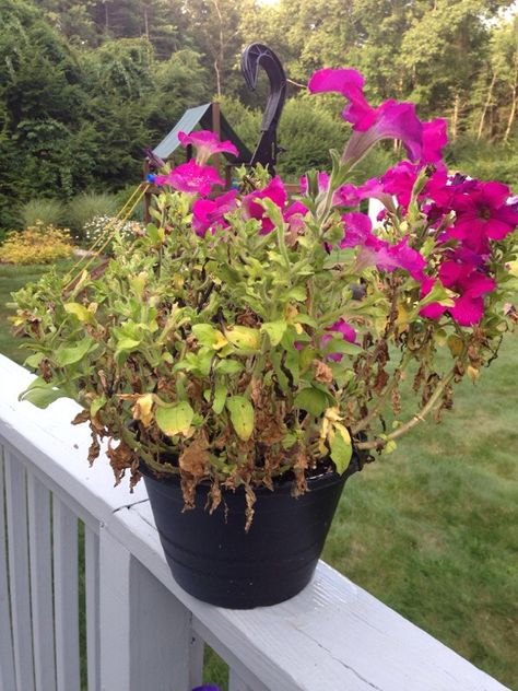 We think that there are several issues with your petunia. 1. It looks like it needs fertilizer. Has it been fertilized since you bought it? Petunias need either a good application of a time-release fertilizer in June or every other week liquid fertilizer used according to directions. 2. This plant looks like it needs Petunia Problems, How To Care For Petunias, Petunias In Pots, Petunia Care, Diy Fertilizer, Wilted Flowers, Wave Petunias, Petunia Plant, Petunia Flower