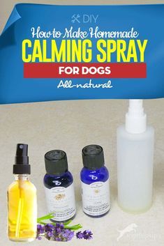 Tips on How to Make Homemade Calming Spray for Dogs  Tips on How to Make Homemade Calming Spray for Dogs Like our Facebook:https://ift.tt/2FAdgt6 #Dog #DogLoversHub Dog Calming Remedies, Dog Calming Essential Oils, Dog Safe Essential Oils, Dog Calming Spray, Hyperactive Dog, Meds For Dogs, Essential Oils Dogs, High Strung, Dog Spray