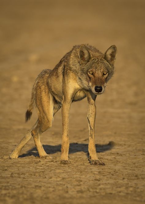 Indian Grey Wolf #Endangered #wolf #lrk #india #wildlife #animals #SambathSubbaiah Gray Wolves, Endangered Animals Infographic, Animal Infographic, India Wildlife, Kutch Gujarat, Indian Wildlife, Rann Of Kutch, Indian Wolf, Wolf Quotes