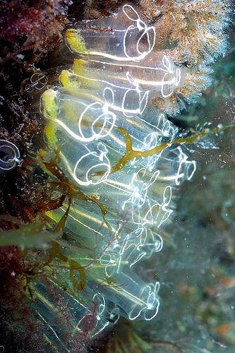 Sea Squirts, Ocean Life Photography, Sea Squirt, Deep Sea Creatures, Beautiful Sea Creatures, Underwater Creatures, Underwater Life, Rare Animals, Gourd Art