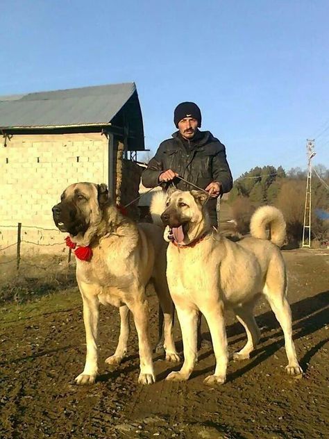 Kangal dog ~ Detailed Information | Photos | Videos Ahal Teke, Kangal Dog, Turkey Dogs, Livestock Guardian Dog, Big Dog Breeds, Dog Muzzle, Huge Dogs, Giant Dogs, Love My Dog