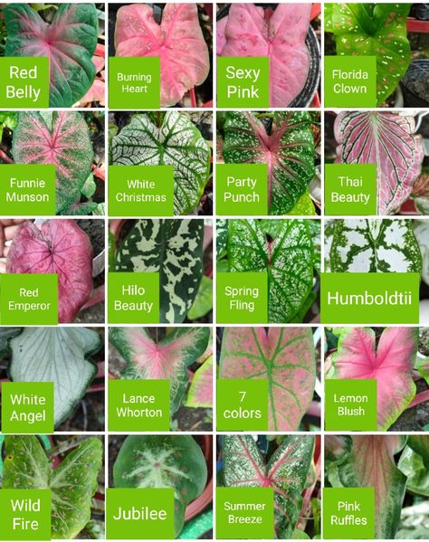 Caladium Plant, Caladium Plant Varieties, Caladium Varieties, Caladium Care, Caladium Plants, Plant Leaf Identification, Caladium Garden, Indoor Plants Names, Plants That Love Shade