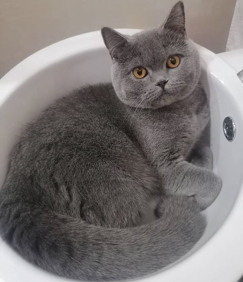 British Blue Cat, Lover Cats, British Shorthair Kittens, Animals Lover, Pet Videos, Grey Kitten, Shorthair Cat, Luxury Cat, Short Hair Cats