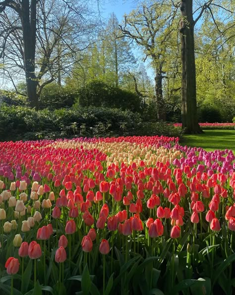 #tulips #tulip #tulipfield #spring #holland #amsterdam #keukenhof Tulip Fields Netherlands Aesthetic, Tulip Amsterdam, Tulip Meadow, Tulips Field, Tulips In Holland, Tulips Holland, Field Of Tulips, Tulip Fields Amsterdam, Amsterdam Tulip Fields