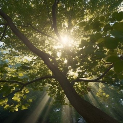 a beam of light through the foliage of a tree Room References, Tea Aesthetic, Oc Aesthetic, Beam Of Light, Arch Interior, Dappled Light, Tree Canopy, Sun Light, Light Beam