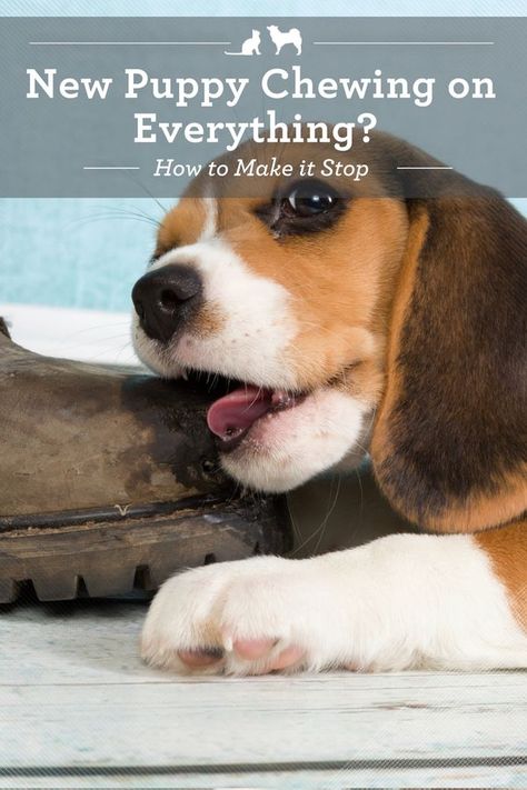 Puppy Tips, House Training Puppies, Puppies Tips, Pet Tips, Easiest Dogs To Train, Dog Behavior Problems, Make It Stop, Dog Training Classes, House Training Dogs