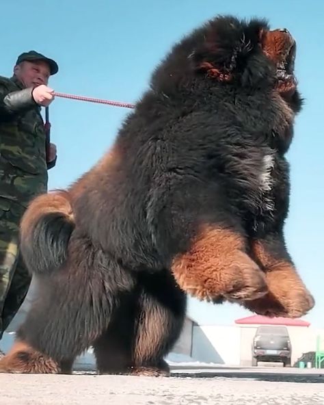 Rare Dogs Breeds, Tiberian Mastiff, Siberian Mastiff, Massive Dog Breeds, Tebitan Mastiff, Tibetan Mastif, Bull Mastiff Puppies, Mastiff Dogs Tibetan, Chinese Tibetan Mastiff