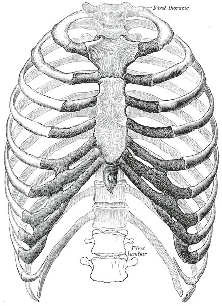 Gray's Anatomy Thorax Front View Thoracic Cage, Human Rib Cage, Thoracic Cavity, Angina Pectoris, Human Skeleton, Charles Bukowski, Anatomy Reference, Bukowski, Anatomy Art