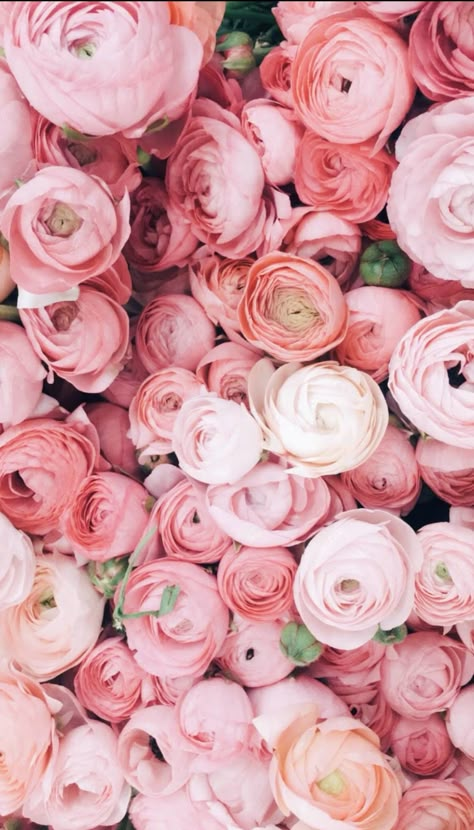 #ranunculus #pink #flowers #floral Ranunculus Wallpaper, Ranunculus Pink, Spring Flowers Wallpaper, Ranunculus Flowers, Ipad Wallpapers, Wallpaper Patterns, Phone Wallpaper Patterns, Botanical Beauty, Cashmere Shawl