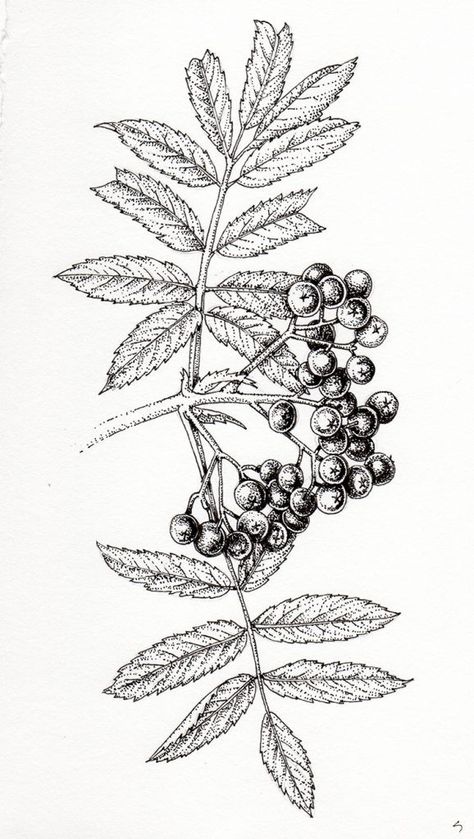 Rowan Branch, Lizzie Harper, Sorbus Aucuparia, Tree Branch Tattoo, Campus Landscape, Branch Drawing, Botanical Journal, Ash Leaf, Branch Tattoo