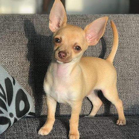 𝗚𝗜𝗭𝗠𝗢 🇬🇧 (@gizmo_uk) • Instagram photos and videos Baby Chihuahua, Animal Conservation, Dog Sketch, Cute Dog Pictures, Cute Chihuahua, Chihuahua Love, Chihuahua Puppies, Puppy Care