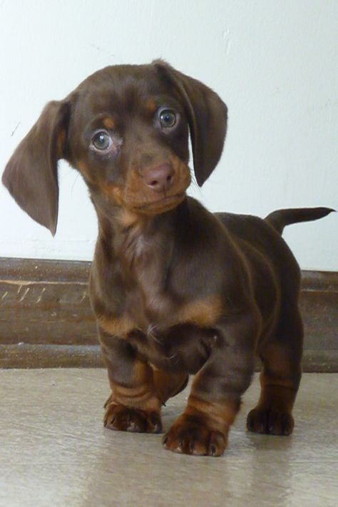 Wiener dog!  I do not want another one.  I cannot afford or have another one.  I will not get another one.  But pix like this one sure make me sad we missed the puppy phase every time so far. Dachshund Puppy, Brown Dog, Springer Spaniel, Weiner Dog, Wiener Dog, Sweet Animals, Cavalier King Charles, Doberman, 귀여운 동물