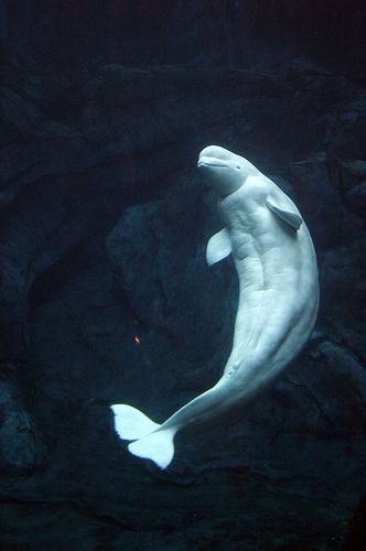 Beluga Whale, Beautiful Sea Creatures, Water Animals, Rare Animals, Marine Mammals, Killer Whales, Marine Animals, Ocean Creatures, 판타지 아트