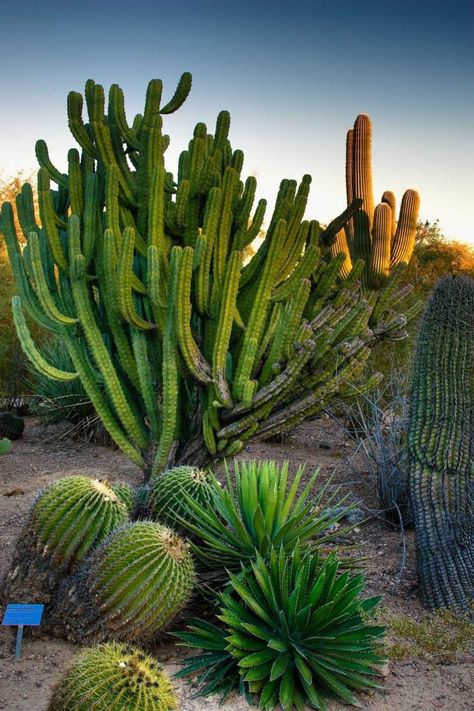 Kinds Of Cactus, Cactus Planta, Desert Botanical Garden, Desert Life, Meteor Garden 2018, Desert Garden, Desert Cactus, Sonoran Desert, Desert Plants