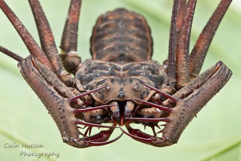 Tailless Whip Scorpion, Whip Spider, Whip Scorpion, Weird Insects, Creature Reference, Creepy Animals, Cool Insects, Insect Photography, Cool Bugs