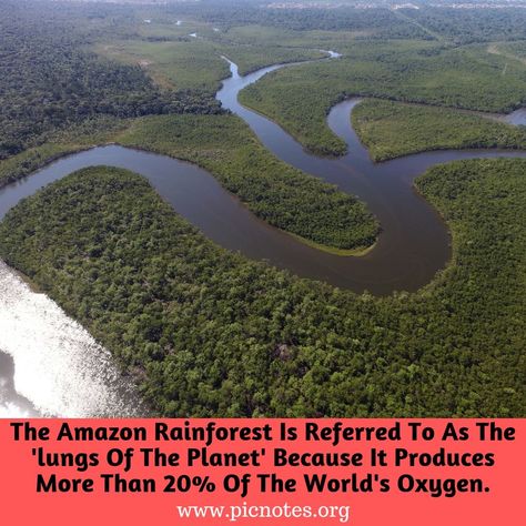 The Amazon Rainforest, also known as Amazonia or the Amazon Forest. It covers most of the Amazon Basin in northern South America and is the world's largest tropical rainforest covering an area of 5.5 million square kilometers. Amazon has an incredibly rich ecosystem – there are around 40,000 plant species, 3,000 types of fish, 1,300 bird species, 430 mammals and a whopping 2.5 million different insects.  #amazonforest #amazonia #nature #forest #amazon #environment #amazonrainforest Amazon Rainforest Map, Amazon People, Glaucus Atlanticus, Rainforest Biome, Peru Amazon Rainforest, Amazon Rainforest Biodiversity, Forest People, Amazon Forest, Peruvian Amazon Rainforest