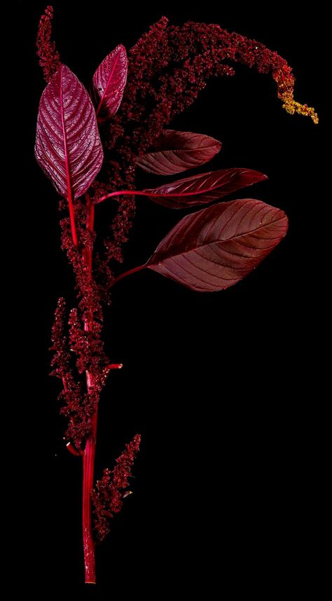 ‘Hopi red dye’ Amaranthus cruentus x powellii. (Seeds as pseudocereal, leaves as Leaf vegetable). Red Amaranthus, Red Dye, Leaf Vegetable, Peach Pink, Red Peppercorn, Meat Jerky, Seeds, Herbs, Dye