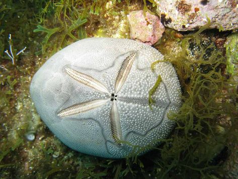 Sea Biscuit 42 Sea Biscuit, Sea Urchins, Summer Stuff, Sand Dollars, Sea Urchin, Sand Dollar, Handmade Paper, Sea Shells, Biscuits