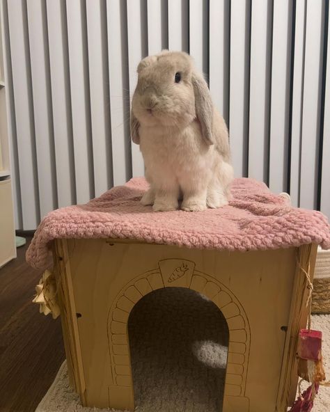 🏰🐰 Just a bunny ruling over their majestic domain! @bunsintheshire  Bunny Habitat Hideout Castle: https://ecs.page.link/xhvXt   #bunniesofinstagram #rabbits #smallpets #bestrabbittoys #enrichment #bunlife Bunny Habitat, Bunny Castle, Rabbit Toys, A Bunny, Small Pets, Rabbits, Habitat, Castle