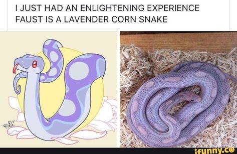 Lavender Corn Snake, The Arcana, Corn Snake, Cute Reptiles, Cute Snake, Pet Snake, Gif Images, Laugh Out Loud, Reptiles And Amphibians