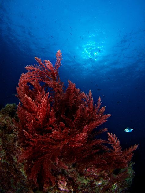 Ocean Plants, Surf N Turf, Earth Day Posters, The Bottom Of The Ocean, Underwater Pictures, Interesting Science Facts, Sea Plants, Purple And Brown, Bottom Of The Ocean