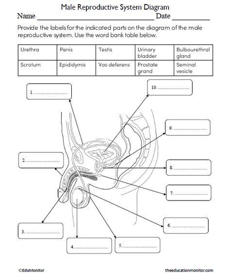 Male Reproductive System Diagram, Reproductive System Worksheet, Reading And Writing Worksheets, Male Reproductive System, Science Kids, Language Arts Worksheets, Nature Photography Flowers, Teacher Craft, Social Studies Worksheets