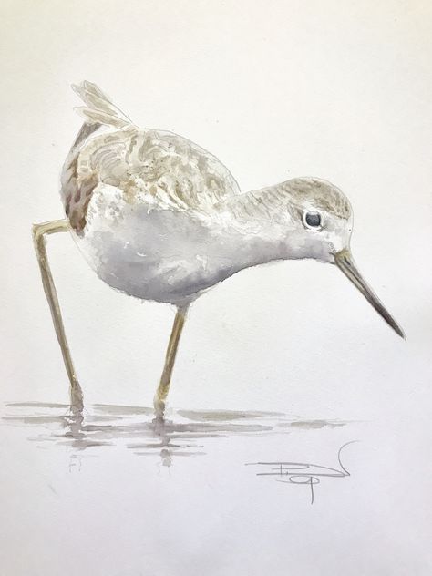 Phill Dresser - Original watercolour- Marsh Sandpiper 16x11 inches Wader series 10/12 Watercolor Sand Piper, Sandpiper Tattoo, Sandpiper Painting, Sandpiper Bird, Farm Animal Paintings, Birds To Paint, Coastal Birds, Bird Watercolor Paintings, Florida Art