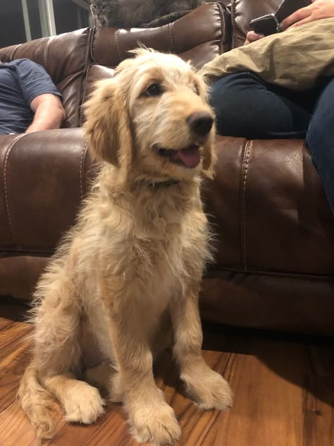 Golden Doodle Straight Hair, Straight Haired Labradoodle, Straight Hair Goldendoodle, Straight Hair Labradoodle, Golden Doodle Grooming, F1 Labradoodle, Doodle Grooming, Dog Goals, Labradoodle Miniature