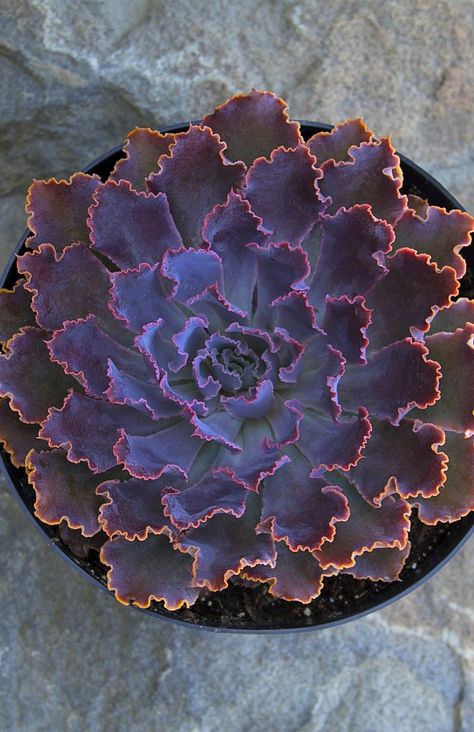 Red Succulents, Plant Friends, Goth Garden, Apple App, Dish Garden, Succulents Decor, Pink Plant, Plant Images, Succulent Wall