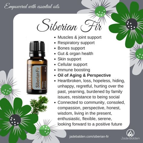 Siberian Fir Doterra, Apothecary Store, Siberian Fir, Doterra Oil, Aromatherapy Recipes, Essential Oils Herbs, Doterra Oils, Oil Benefits, Live In The Present