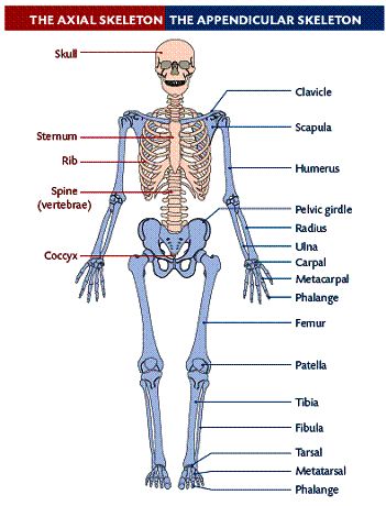 The Axial & Appendicular Skeletal Sections Skeleton Worksheet, Skeleton Diagram, Skeletal System Activities, Appendicular Skeleton, Skeleton Muscles, Axial Skeleton, Human Skeletal System, Human Skeleton Anatomy, Body Bones