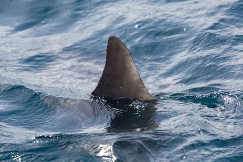 Shark fin in ocean San Onofre Beach, Deadly Animals, Species Of Sharks, Cape Cod Beaches, Shark Swimming, Shark Fin, Shark Bites, Sky News, White Sharks