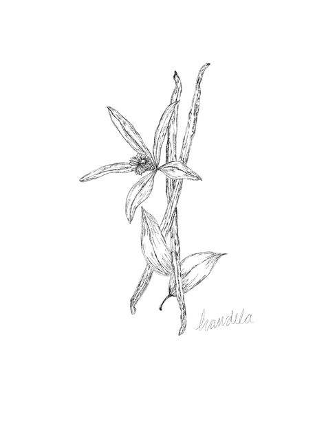 Vanilla Botanical Illustration, Vanilla Plant Tattoo, Vanilla Bean Drawing, Vanilla Bean Flower Tattoo, Vanilla Bean Illustration, Vanilla Bean Tattoo, Vanilla Flower Drawing, Bean Plant Tattoo, Vanilla Bean Flower