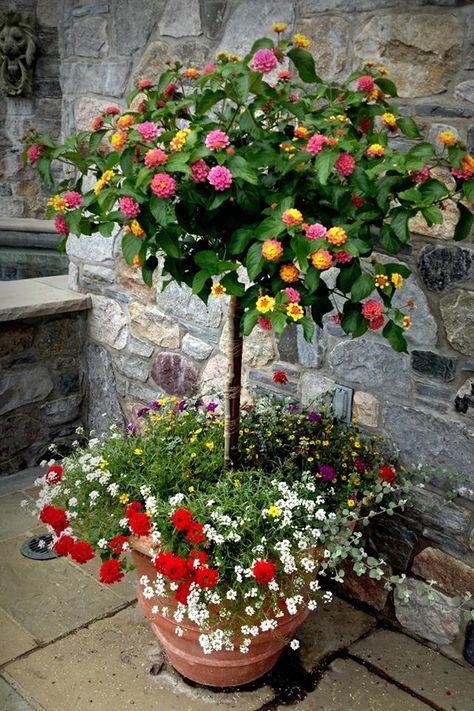 :: Lantana tree :: This is a great idea - lantana THRIVES in our environment, possibly the hardiest bush (after blackberry which is hard to eradicate). Lantana Tree, Georgia Garden, Ideas Jardin, Growing Garden, Balkon Decor, Balcony Planters, Flower Containers, Zone 10, Container Gardening Flowers