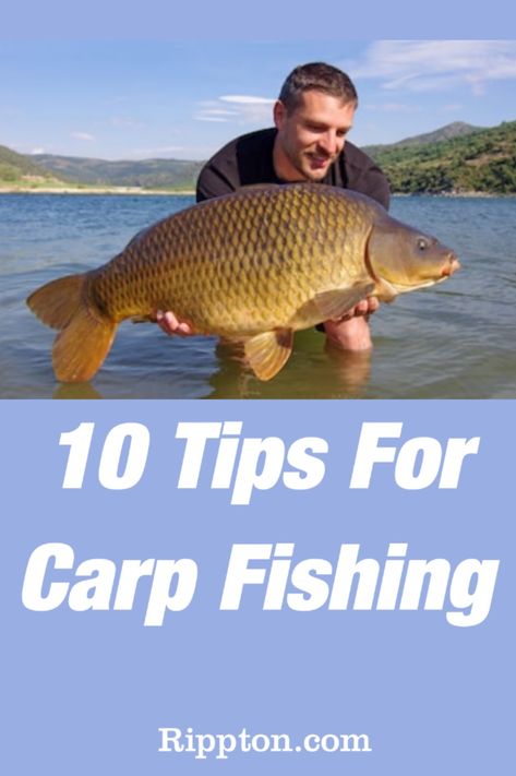 10 easy tips to make your time carp fishing more fun and successful#Fishing#Rippton#Carp#Carpfishing#FishingDaily#Fishinglife Carp Fishing Tips, Carp Fishing Rigs, Carp Rigs, Common Carp, Unwritten Rules, Carp Fishing Bait, Cool Fish, Fishing Rigs, Body Of Water