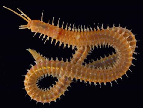 Polychaetes are a type of segmented worm. Their segments have parapodia, along with bristles called setae. Almost all marine segmented worms are considered polychaetes. Annelid, Cnidaria, Gifts For Photographers, Square Photos, Important Facts, Simple Bags, Animal Planet, Gorgeous Gift, Photography Lovers