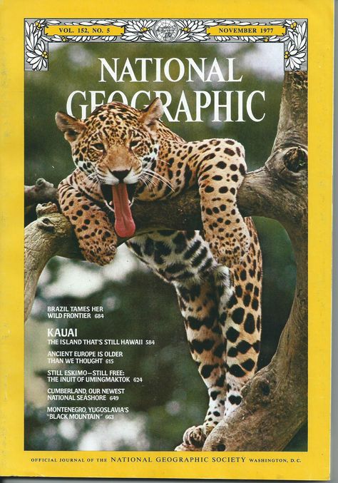 1977 Nat Geo Cover, Such a Cool Kitty. Nat Geo Poster, Junior Posters, Nat Geo Magazine, Ads Aesthetic, Utopian Scholastic, Tabloid Design, National Geographic Wallpaper, National Geographic Cover, Baby Wild Animals