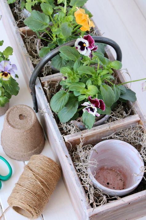 Vintage Tool Box Planter with Terracotta Pots and Pansies - Early Spring Planter Ideas Vintage Tool Box, Aged Terracotta, Box Planters, Old Tool Boxes, Spring Planter, Wooden Tool Boxes, Planter Design, Indoor Herb Garden, Spring Plants