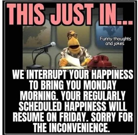 Its Monday Humor Hilarious, Monday Work Humor, Monday Morning Quotes Humor, Monday Morning Humor, Funny Day Quotes, Good Morning Funny Pictures, Fun Sayings, Monday Humor, Happy Morning Quotes