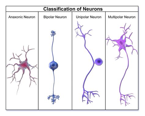 Types Of Neurons, Nervous System Anatomy, Sistem Saraf, Glial Cells, Medical Memes, Neurological System, Nerve Cells, Psychology Notes, Nursing Student Tips