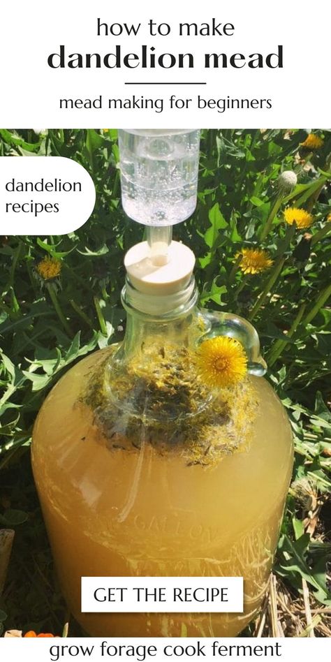 Dandelion Mead Recipe: Mead Making for Beginners - Looking for dandelion recipes to make this spring, you're going to love this 1 gallon mead recipe! edible flowers recipes | homemade mead recipe Mead Wine Recipes, Flowers Recipes, Wine Making Recipes, Homemade Wine Recipes, Mead Wine, How To Make Mead, Mead Recipe, Dandelion Wine, Edible Flowers Recipes